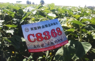 C8368ɡ