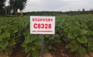 C8328